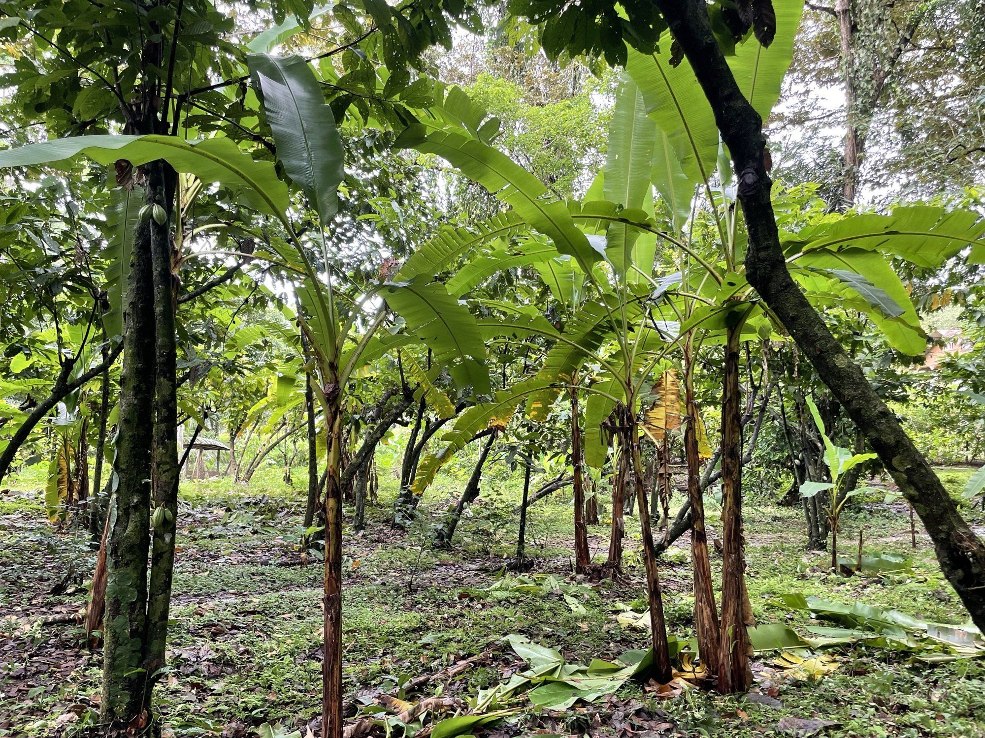 Cacao trees growing under taller shade trees in an agroforestry plot