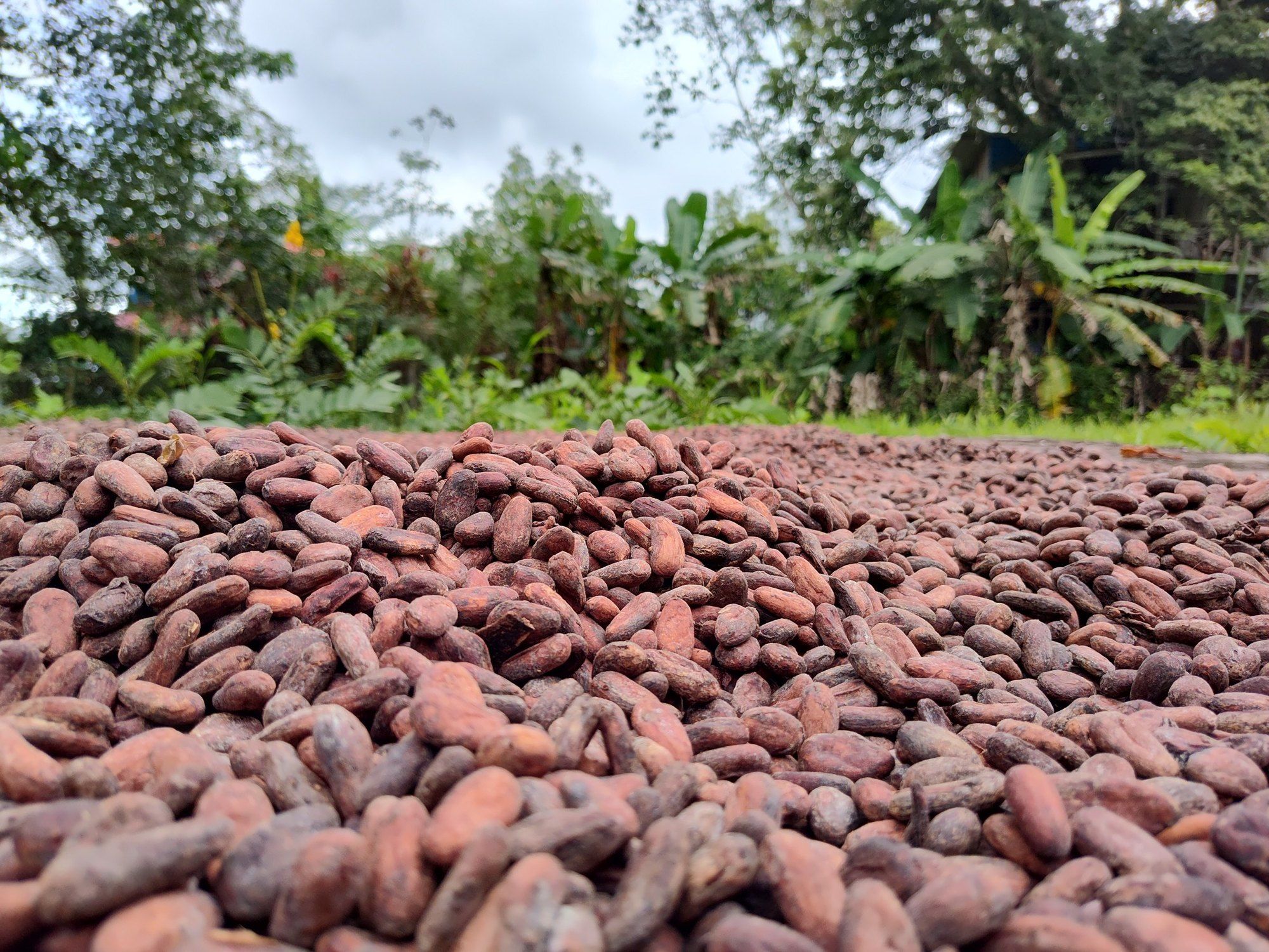 Cacao beans spread to dry on a wooden yard
