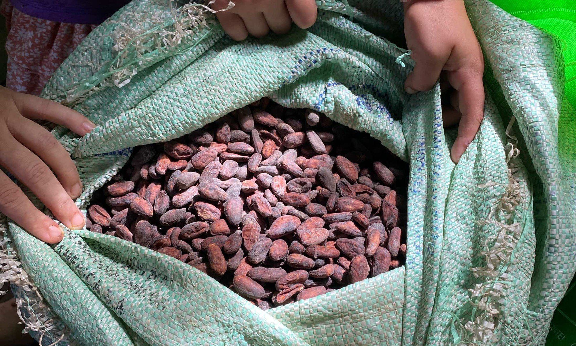 Hands opening a sack of fermented cacao beans