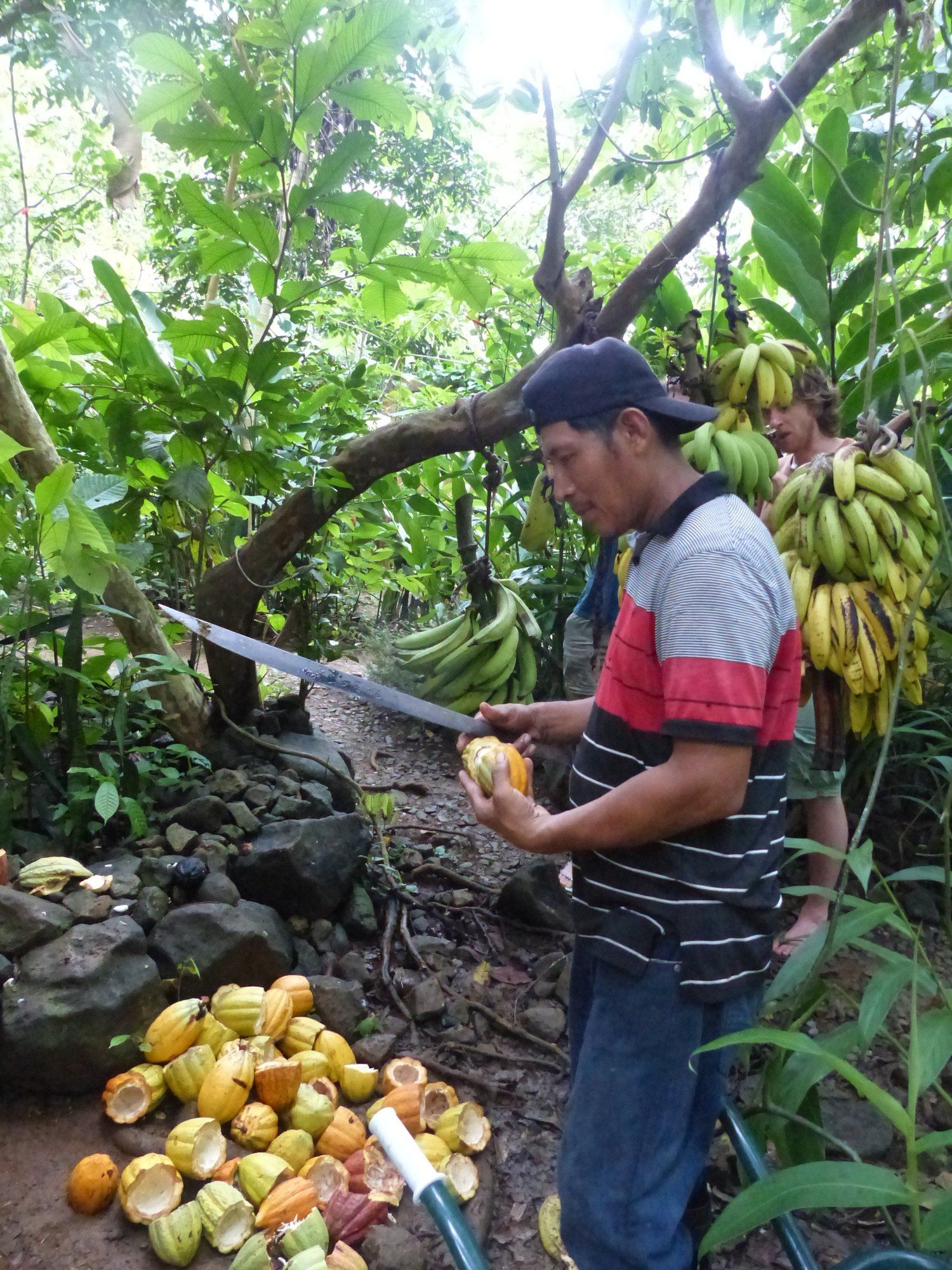 A farmer cutting open cacao pods at a farm table
