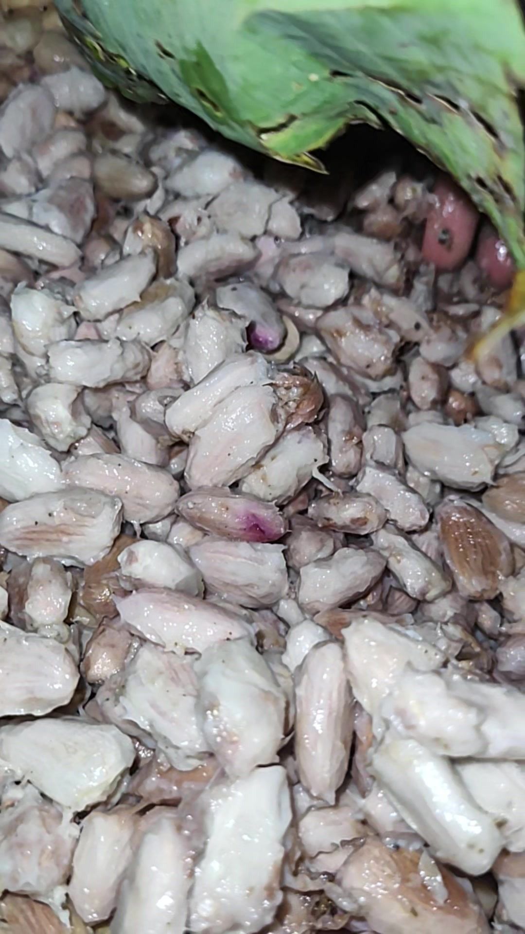 Fresh cacao beans in white pulp fermenting under banana leaves