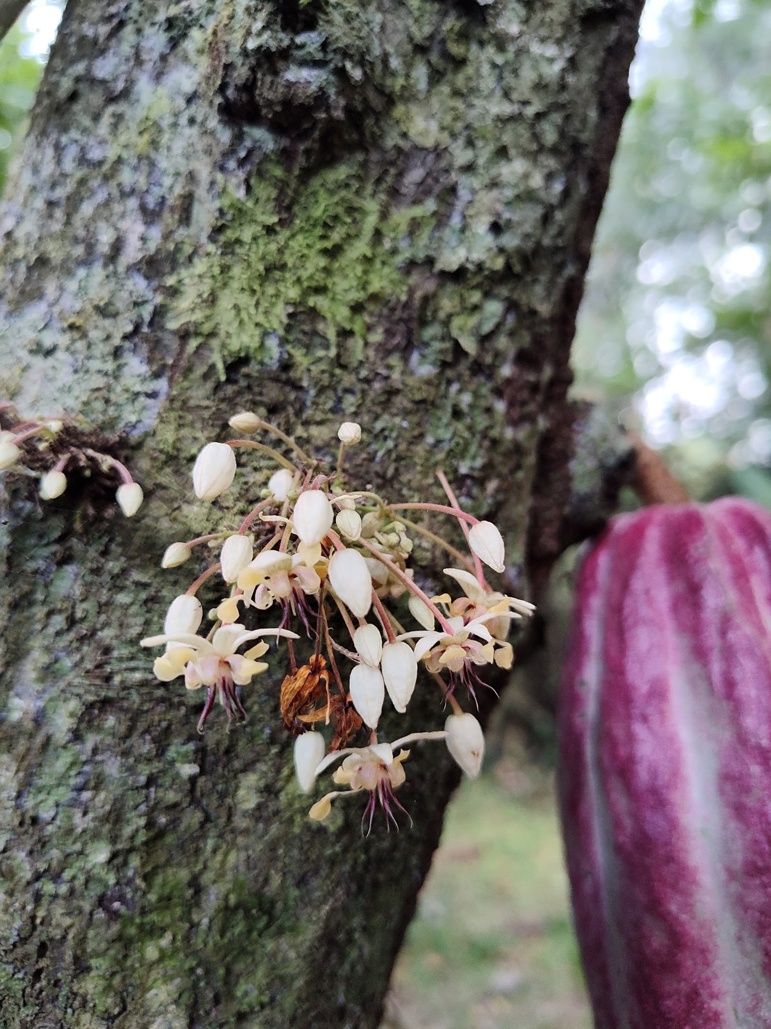 Cacao flowers on a trunk beside a purple pod