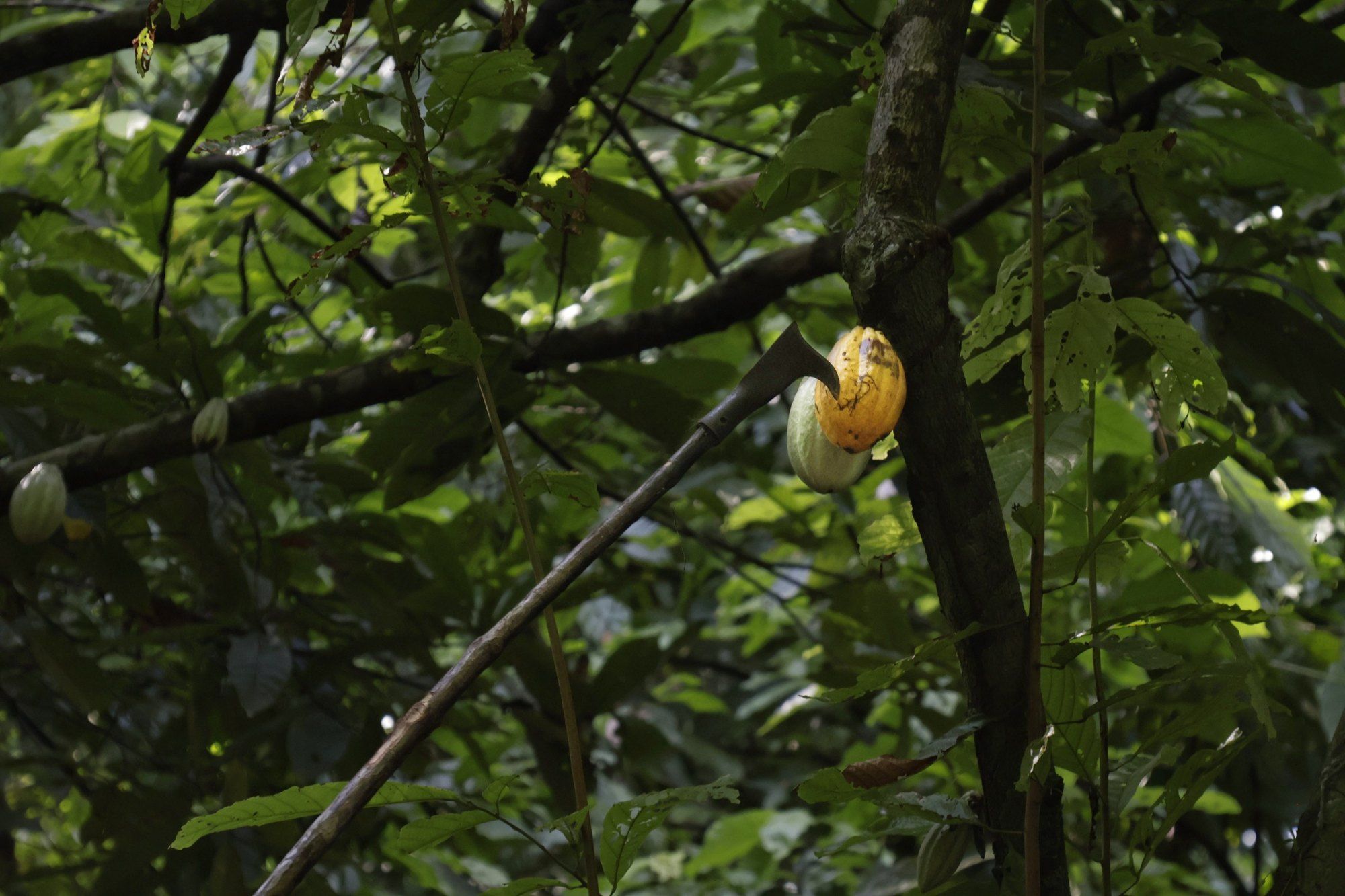 A farmer cutting a ripe cacao pod from a branch with a hooked pole