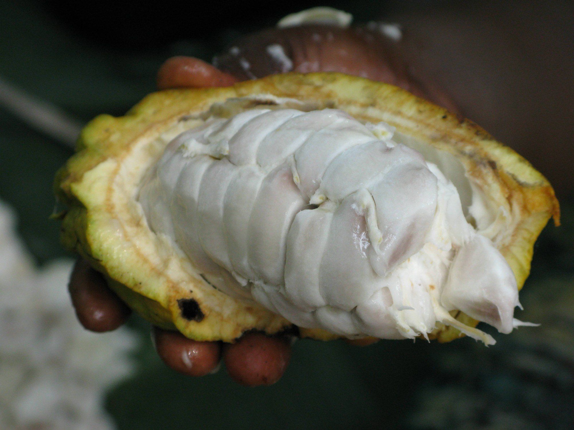 An open cacao pod showing white pulp-covered beans