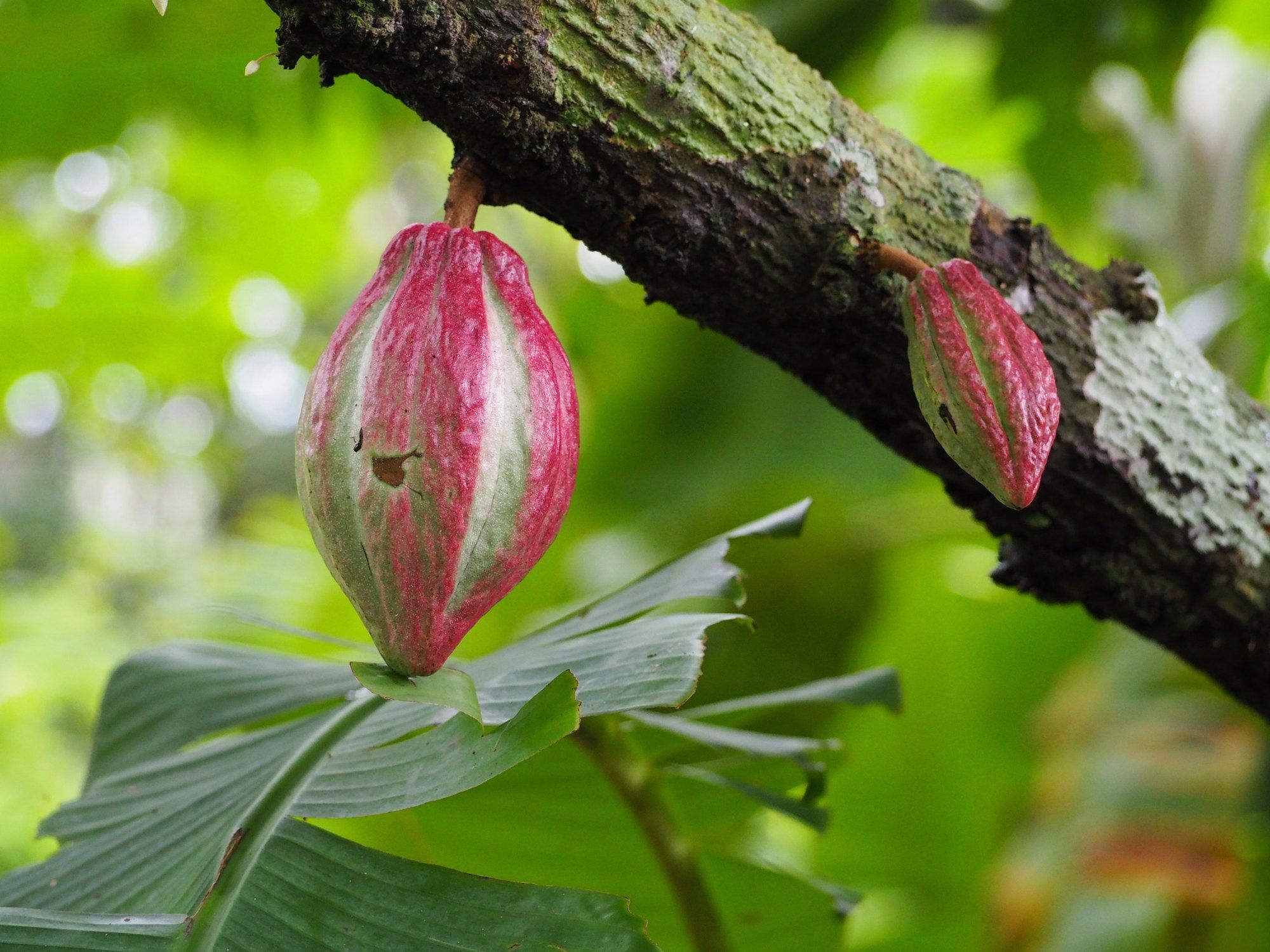 A pink-red cacao pod ripening on a branch