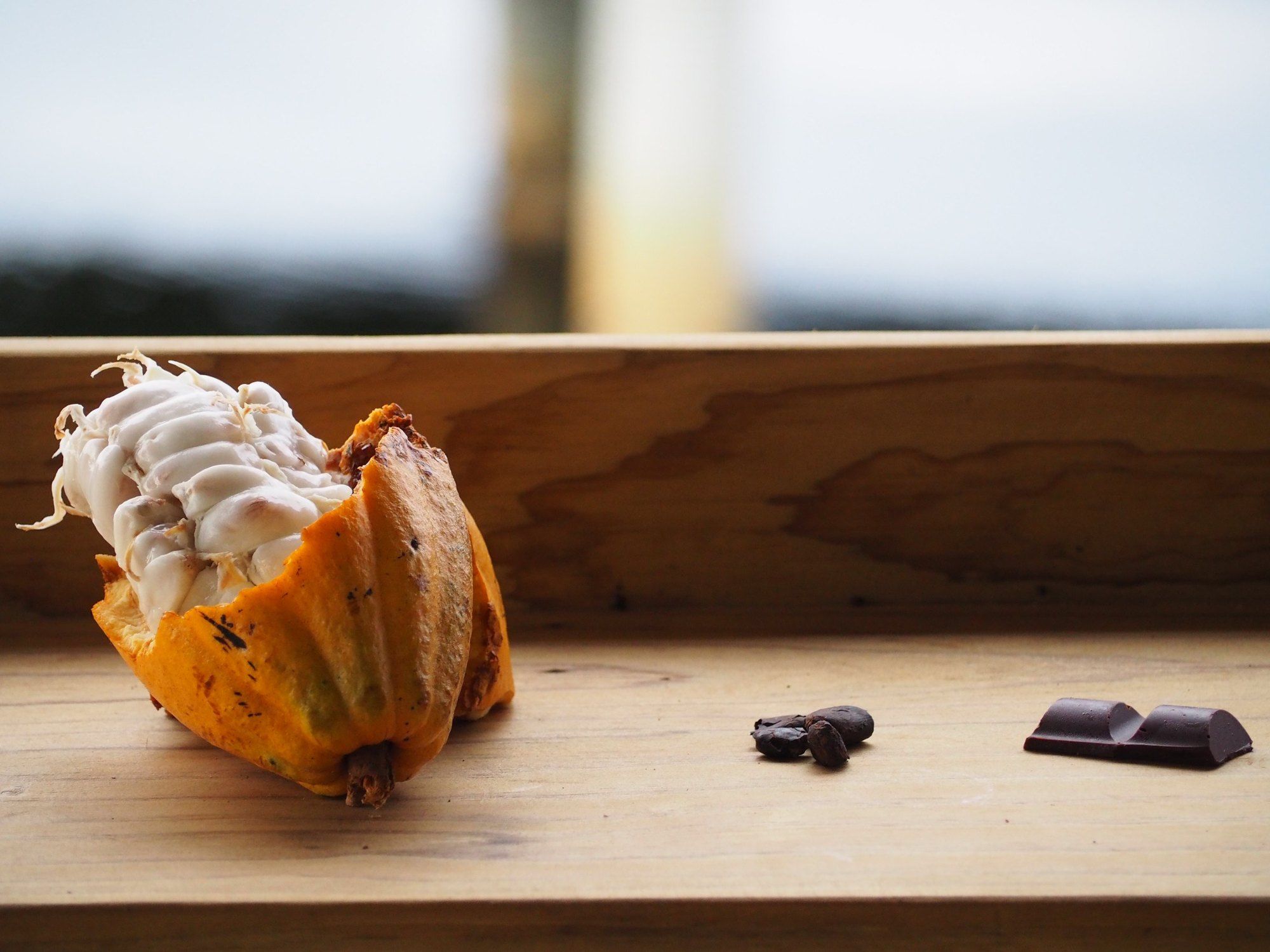 An open cacao pod next to pieces of dark chocolate