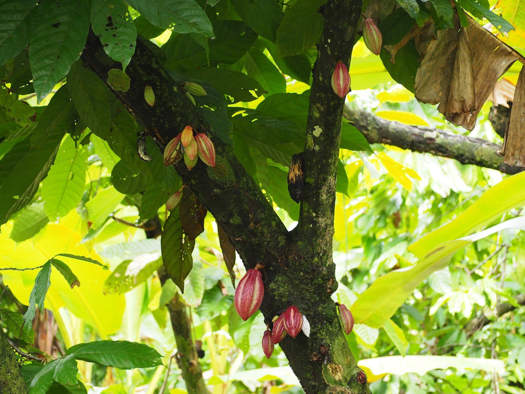 Green and yellow cacao pods hanging from a tree
