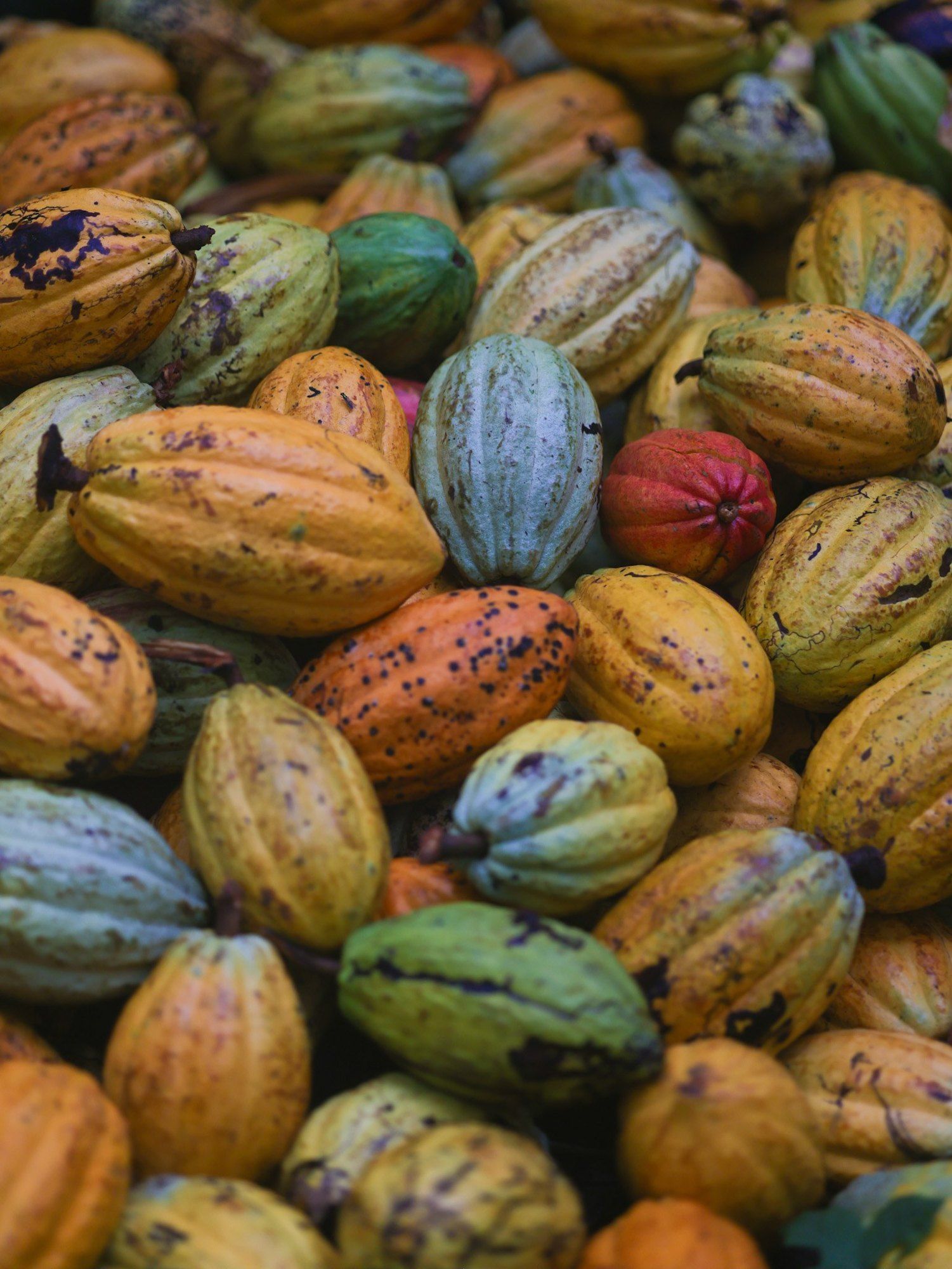 A pile of yellow, orange and red cacao pods after harvest in Bocas del Toro