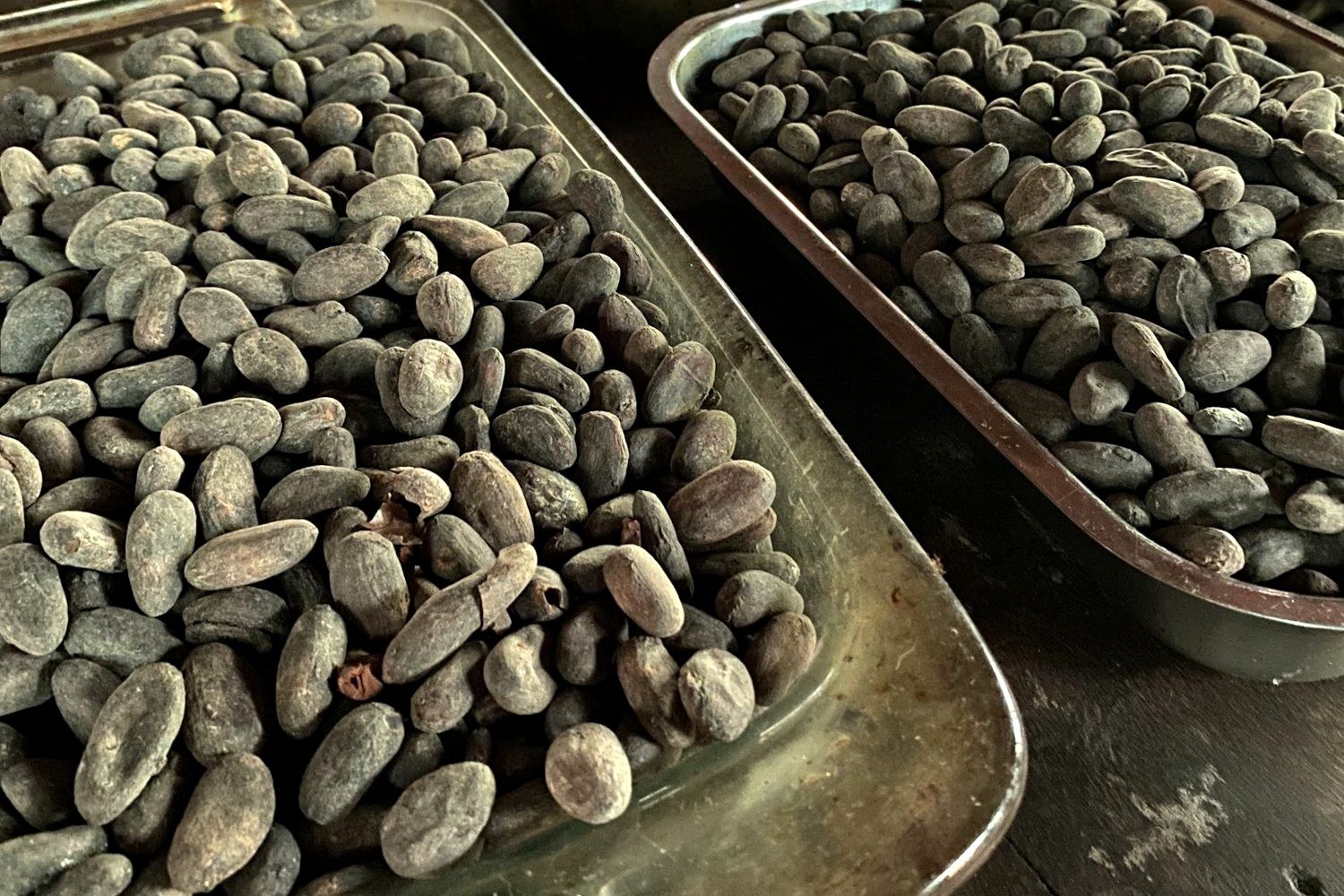 Roasted cacao beans in trays