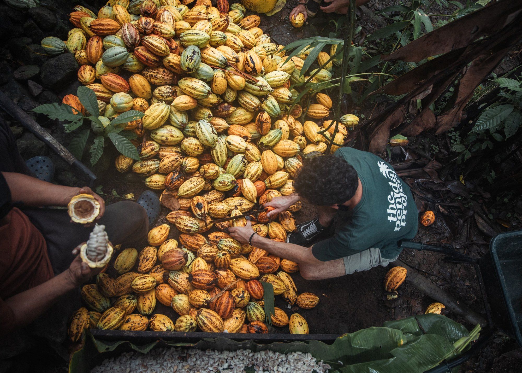 Workers sorting a heap of freshly harvested cacao pods, seen from above