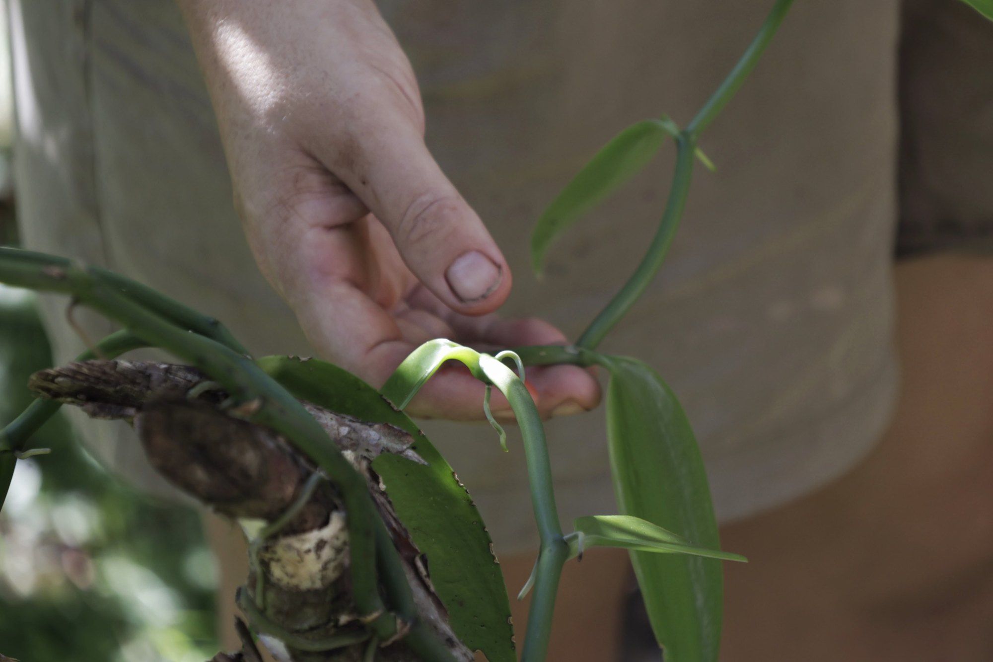 A hand touching a vanilla vine in a shaded forest garden